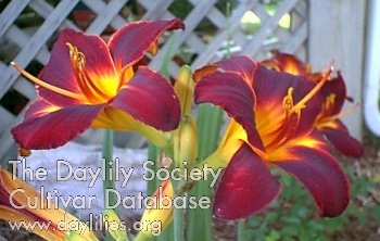 Daylily Fires of Mount Doom